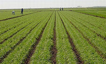 Noi fonduri europene pentru agricultură. Fermierii pot depune proiectele până pe 29 octombrie


