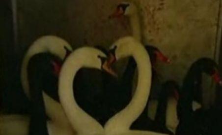 Păsările exotice din parcurile bucureştene îşi petrec iarna la o fermă din Călăraşi (VIDEO)