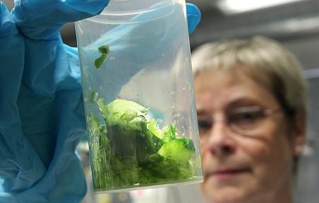 Bacteria ucigaşă a ajuns în Suedia. 39 de persoane contaminate, din care 15 în stare gravă