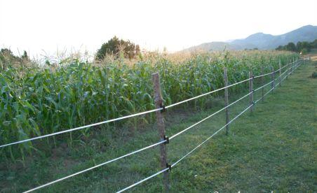 Ilfov. Băiat de 13 ani, electrocutat în timp ce sărea un gard electric