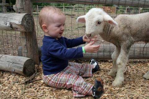Ziua Mondială a Animalelor, sărbătorită şi de români