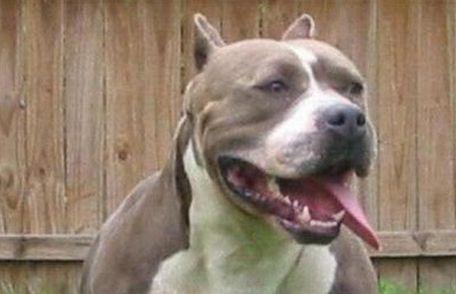 O femeie din judeţul Suceava a ajuns la spital după ce a fost muşcată de un pitbull