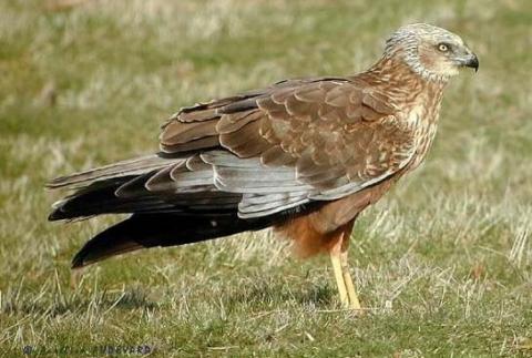 Travestit cu pene. Cercetătorii au descoperit o specie de pasăre care se deghizează în femelă