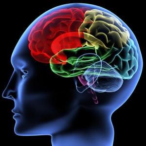 Agricultura, una din cauzele scăderii inteligenţei?