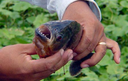 Peşti gălăgioşi: Cercetătorii belgieni au descoperit că piranha "latră"