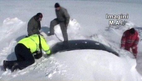 Imagini dramatice: Case şi maşini, &icirc;nghiţite de nămeţi. Elicopterele MAI au salvat 30 de oameni