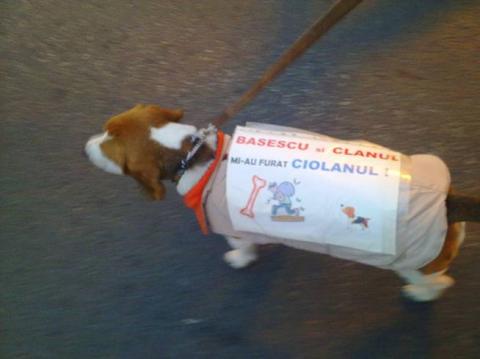 Este cel mai simpatic protestatar. Poza aceasta te va binedispune 