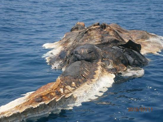 Pescarii au încremenit când au văzut ce se apropie de nava lor. &quot;Parcă era o creatură preistorică&quot; 442