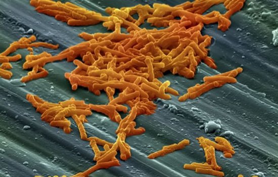 O bacterie ucigaşă a răspândit panică într-un spital din Bârlad 407