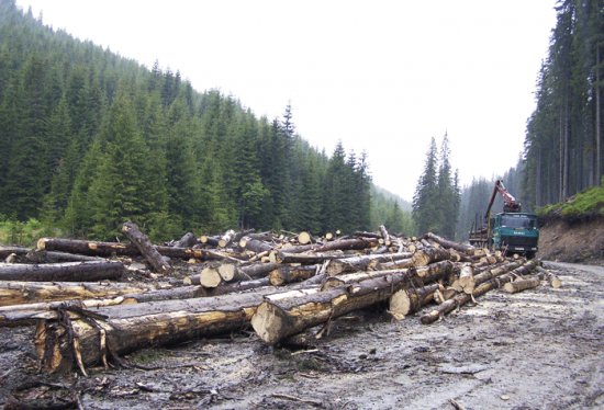 România rămâne fără PĂDURI. Austriecii taie copaci de la noi din ţară de 1 MILIARD de euro anual 442