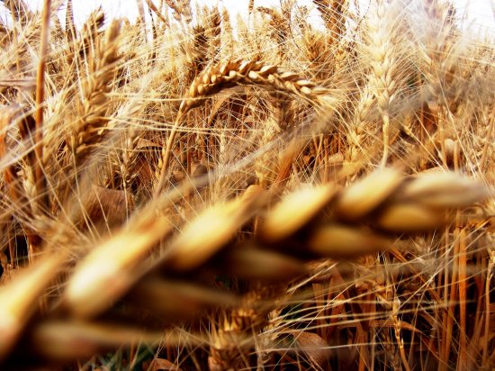 Agricultura, punctul forte al ţării. Recoltă RECORD de grâu în 2014. România, &quot;GRÂNARUL EUROPEI&quot; 442
