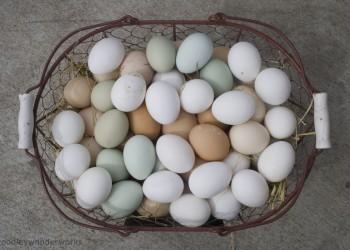 antena3.ro