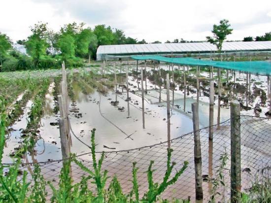 Toţi vedeau în 2014 un an BOGAT în recolte. Acum, oamenii sunt disperaţi după ce şi-au văzut COMPLET DISTRUSE culturile agricole 442