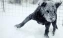SE ÎNTORC NINSORILE! După ce a DEGERAT  la -31 de grade, România este invadată din nou de ZĂPADĂ. Vezi câte victime a făcut gerul 128985