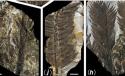 Imagini incredibile. Secretul pe care cea mai puternică ţară din lume l-a ţinut ascuns 300 de milioane de ani 132828