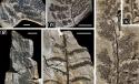 Imagini incredibile. Secretul pe care cea mai puternică ţară din lume l-a ţinut ascuns 300 de milioane de ani 132831