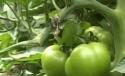 Un fermier din Mangalia cultivă legume în sere...îngropate