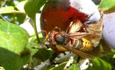 O specie MUTANTĂ de insecte terorizează locuitorii din Craiova. Specialiştii spun că sunt venite tocmai din Asia