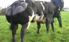 Taurul modificat genetic cântăreşte o TONĂ. Arată ca un pitbull care a fost îndopat cu steroizi