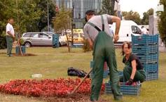 Florile plantate în Bucureşti, scoase la vânzare de muncitorii dornici de ciubuc