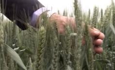 Un fost CAP din judeţul Arad a devenit o afacere capitalistă de succes