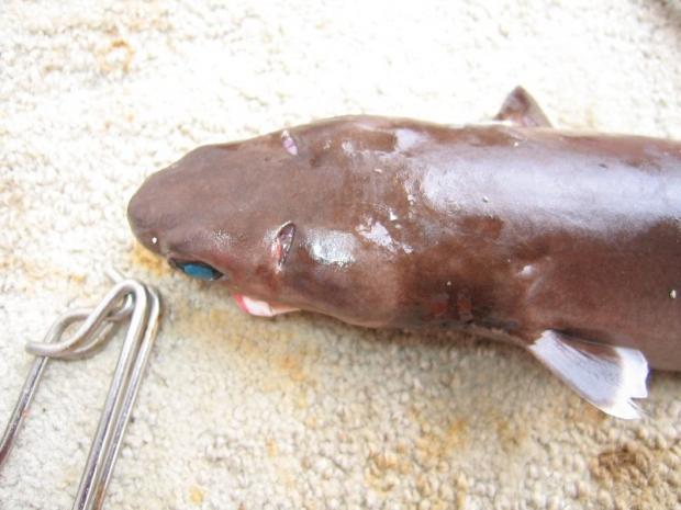 Vietatea din oceane care poate distruge un Submarin