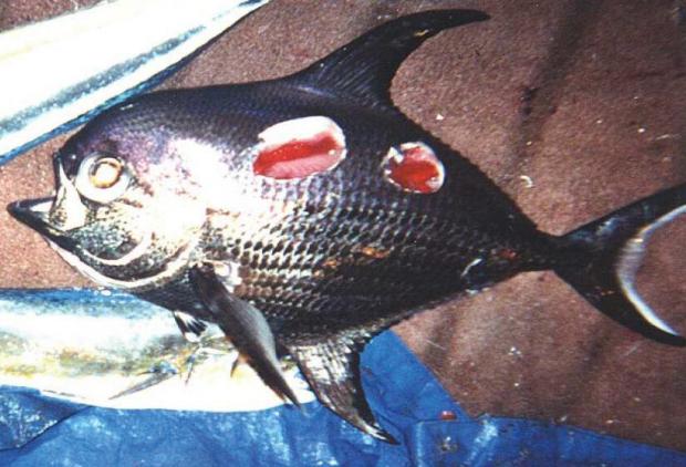 Vietatea din oceane care poate distruge un Submarin