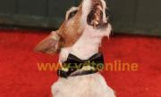 Uggie, cainele din The Artist, iese la pensie
