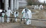Studiu: Numărul păsărilor şi viaţa insectelor s-au redus semnificativ în jurul centralei de la Fukushima