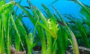 Are peste 200.000 de ani şi se află pe fundul mării. Cel mai bătrân organism de pe Terra