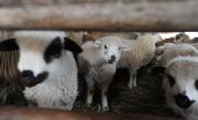 Românii au început să-şi rezerve, on-line, mielul de Paşte