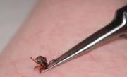 Sibiu: 17 persoane au fost diagnosticate cu boala Lyme, de la începutul anului