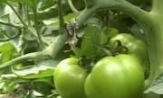 Un fermier din Mangalia cultivă legume în sere...îngropate