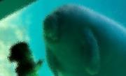 Imaginea care a impresionat internetul. Momentul de magie în care un copil întâlneşte pentru prima oară în viaţă un lamantin