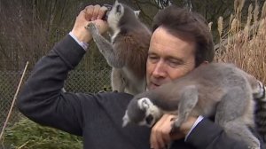 Un reporter BBC a fost ”atacat” de lemurieni. Imaginile fac încojurul interetului - VIDEO