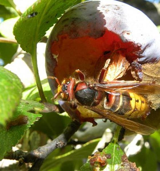 O specie MUTANTĂ de insecte terorizează locuitorii din Craiova. Specialiştii spun că sunt venite tocmai din Asia