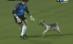 Câinele, cel mai bun prieten al fotbalistului (VIDEO)