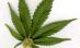 Studiu: Marijuana ajută la tratarea tumorilor şi a cancerului cerebral