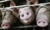 Egipt a decis sacrificarea tuturor porcilor din ţară, de teama gripei porcine


