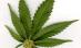 Economia SUA, pusă pe picioare cu ajutorul marijuanei (VIDEO)