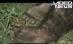 Tragedie în Argeş. Un bărbat a fost sfâşiat de un urs (VIDEO)