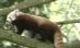 Urs panda cu blana roşie, la Grădina Zoologică din Varşovia (VIDEO)