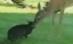 Prietenie neobişnuită, la o grădină zoologică din Florida (VIDEO)