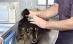 Câinii comunitari, sterilizaţi de veterinari în cadrul unui proiect al Primăriei Capitalei