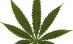 Londra: scandal experţi-guvern pe tema politicii pentru marijuana
