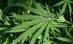 Consumul de marijuana, aprobat de locuitorii unui oraş din SUA