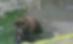 Atacat de urs după ce a căzut în ţarcul său, la zoo (IMAGINI ŞOCANTE) 