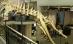 Dinozaur vechi de 100 de milioane de ani, scos la vânzare în Paris