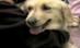 Canada. Un golden retriever a salvat de la morate un copil atacat de o pumă (VIDEO)