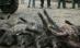 A început vânătoarea de mistreţi de la Balc, organizată de Ion Ţiriac (VIDEO)